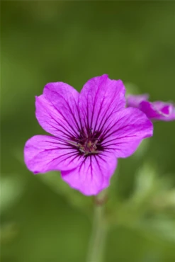 Garten-Storchschnabel „Patricia“ 7 Garten-Storchschnabel „Patricia“ -Blumen Risse Verkaufsladen GS491835 800x800
