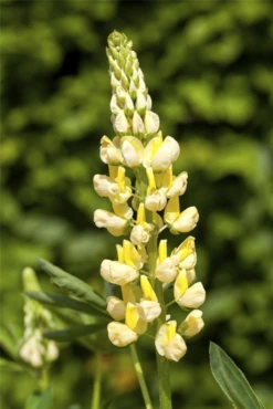 Garten-Lupine „Camelot Yellow“® -Blumen Risse Verkaufsladen GS491839 800x800
