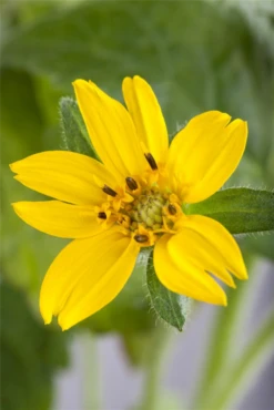 Goldkörbchen 14 Goldkörbchen -Blumen Risse Verkaufsladen GS492046 800x800