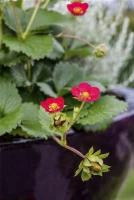 Garten-Zier-Erdbeere „Red Ruby“ 10 Garten-Zier-Erdbeere „Red Ruby“ – Bild 8