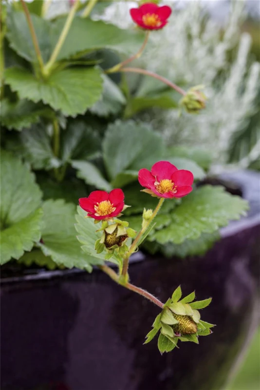 Garten-Zier-Erdbeere „Red Ruby“ 6 Garten-Zier-Erdbeere „Red Ruby“ – Bild 4