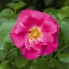 Apfelrose „Rubra“