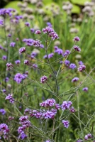 Eisenkraut „Lollipop“ 9 Eisenkraut „Lollipop“ – Bild 7