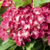 Bauernhortensie, Rot