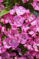 QUEDLINBURGER Bartnelkensamen 20 QUEDLINBURGER Bartnelkensamen – Bild 18