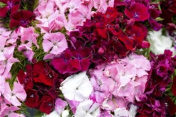 QUEDLINBURGER Bartnelkensamen 28 QUEDLINBURGER Bartnelkensamen -Blumen Risse Verkaufsladen GS497714 800x800