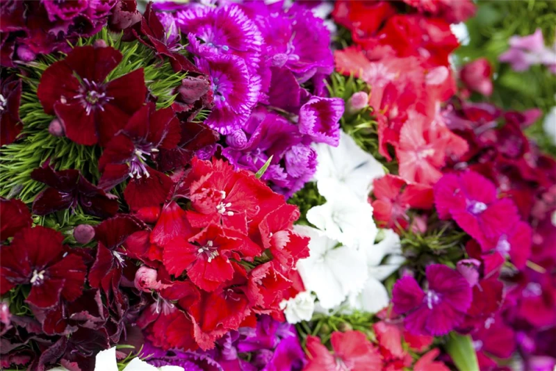 QUEDLINBURGER Bartnelkensamen 10 QUEDLINBURGER Bartnelkensamen – Bild 8