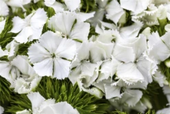 QUEDLINBURGER Bartnelkensamen 31 QUEDLINBURGER Bartnelkensamen -Blumen Risse Verkaufsladen GS497718 800x800