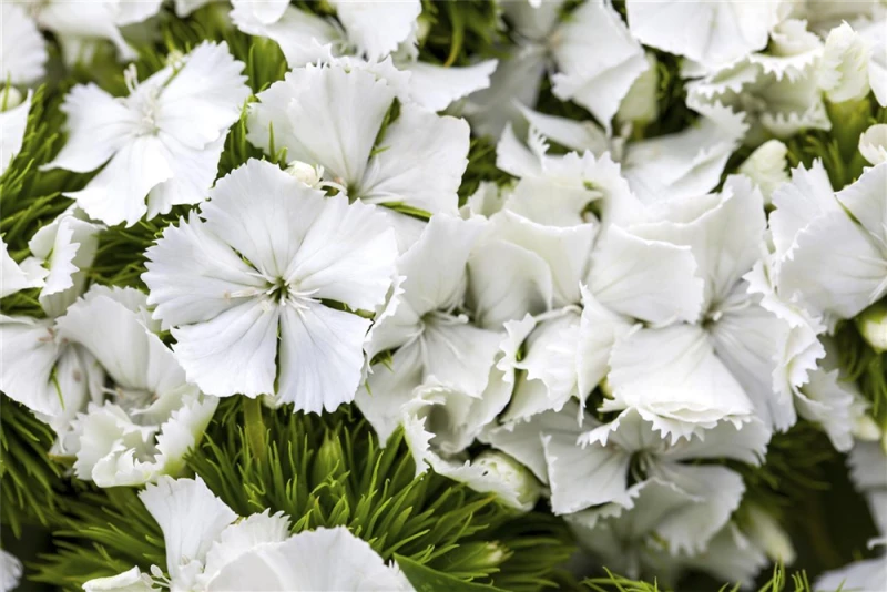 QUEDLINBURGER Bartnelkensamen 12 QUEDLINBURGER Bartnelkensamen – Bild 10