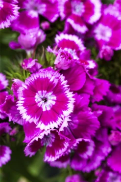 QUEDLINBURGER Bartnelkensamen 24 QUEDLINBURGER Bartnelkensamen -Blumen Risse Verkaufsladen GS497719 800x800