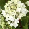 Rispenhortensie „Vanille Fraise®“ -Blumen Risse Verkaufsladen GS497720 800x800