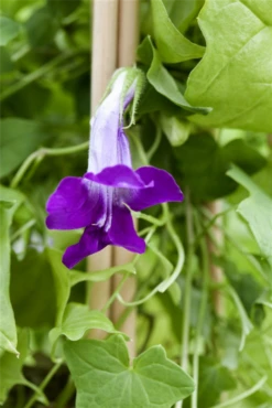 QUEDLINBURGER Felsenlöwenmäulchensamen 14 QUEDLINBURGER Felsenlöwenmäulchensamen -Blumen Risse Verkaufsladen GS497774 800x800