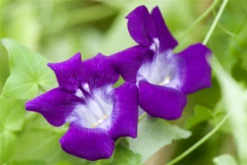 QUEDLINBURGER Felsenlöwenmäulchensamen 15 QUEDLINBURGER Felsenlöwenmäulchensamen -Blumen Risse Verkaufsladen GS497787 800x800