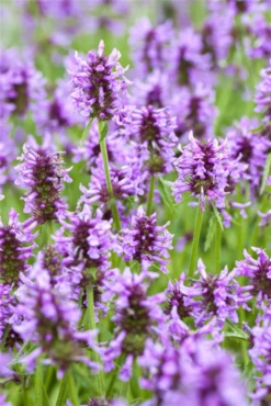 Geaderte Katzenminze