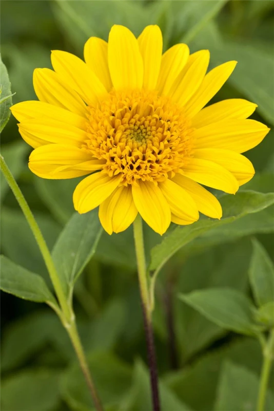 Garten-Stauden-Sonnenblume „Capenoch Star“ 8 Garten-Stauden-Sonnenblume „Capenoch Star“ – Bild 6