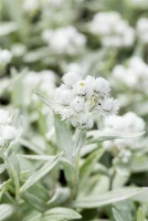 Himalaya-Perlkörbchen 8 Himalaya-Perlkörbchen – Bild 6