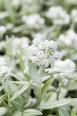 Himalaya-Perlkörbchen 10 Himalaya-Perlkörbchen -Blumen Risse Verkaufsladen GS498818 800x800