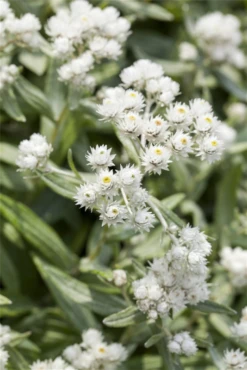 Himalaya-Perlkörbchen 9 Himalaya-Perlkörbchen -Blumen Risse Verkaufsladen GS498825 800x800