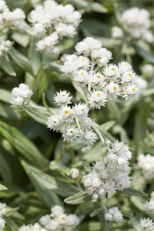 Himalaya-Perlkörbchen 4 Himalaya-Perlkörbchen – Bild 2