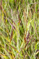 Garten-Blutgras „Red Baron“ 18 Garten-Blutgras „Red Baron“ – Bild 16