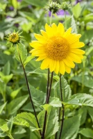 Garten-Stauden-Sonnenblume „Capenoch Star“ 18 Garten-Stauden-Sonnenblume „Capenoch Star“ – Bild 16