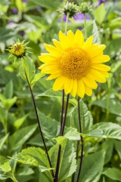 Garten-Stauden-Sonnenblume „Capenoch Star“ 25 Garten-Stauden-Sonnenblume „Capenoch Star“ -Blumen Risse Verkaufsladen GS498851 800x800