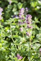 Garten-Bastard-Katzenminze „Alba“ 19 Garten-Bastard-Katzenminze „Alba“ – Bild 17