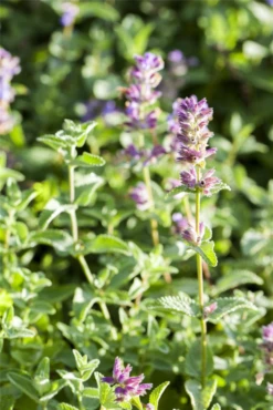 Garten-Bastard-Katzenminze „Alba“ 27 Garten-Bastard-Katzenminze „Alba“ -Blumen Risse Verkaufsladen GS498881 800x800