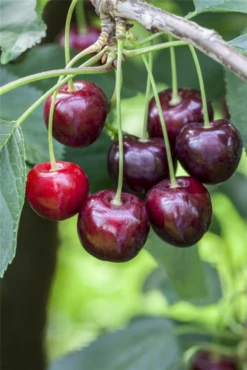 Süßkirsche „Regina“ -Blumen Risse Verkaufsladen GS501898 800x800