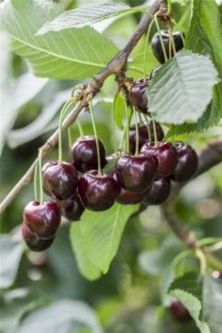 Süßkirsche „Regina“ -Blumen Risse Verkaufsladen GS501901 800x800