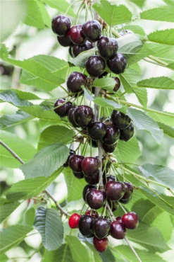 Süßkirsche „Kordia®“ 14 Süßkirsche „Kordia®“ -Blumen Risse Verkaufsladen GS501908 800x800