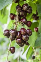 Süßkirsche „Kordia®“ 11 Süßkirsche „Kordia®“ – Bild 9