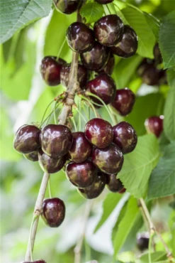 Süßkirsche „Kordia®“ 15 Süßkirsche „Kordia®“ -Blumen Risse Verkaufsladen GS501910 800x800