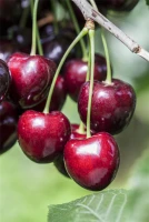 Süßkirsche „Kordia®“ 12 Süßkirsche „Kordia®“ – Bild 10