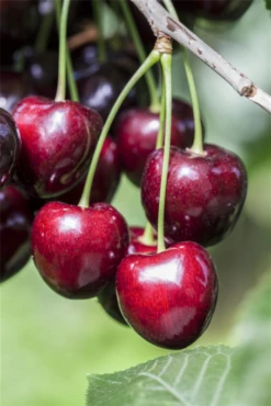 Süßkirsche „Kordia®“ 16 Süßkirsche „Kordia®“ -Blumen Risse Verkaufsladen GS501912 800x800