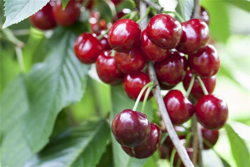 Süßkirsche „Burlat“ 3 Süßkirsche „Burlat“