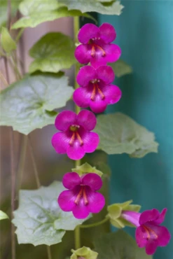 QUEDLINBURGER Felsenlöwenmäulchensamen 16 QUEDLINBURGER Felsenlöwenmäulchensamen -Blumen Risse Verkaufsladen GS502093 800x800