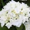 Bauernhortensie, Weiß 1 Bauernhortensie, Weiß -Blumen Risse Verkaufsladen GS502143 800x800