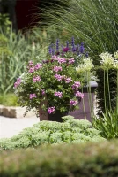 QUEDLINBURGER Hängegeraniensamen 17 QUEDLINBURGER Hängegeraniensamen – Bild 15