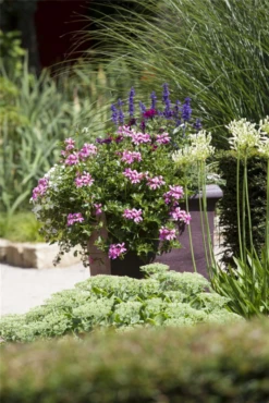 QUEDLINBURGER Hängegeraniensamen 24 QUEDLINBURGER Hängegeraniensamen -Blumen Risse Verkaufsladen GS502323 800x800