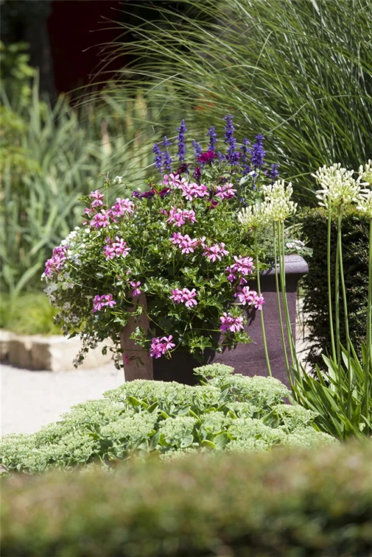 QUEDLINBURGER Hängegeraniensamen 5 QUEDLINBURGER Hängegeraniensamen – Bild 3