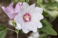 Garten-Busch-Malve „Baby Barnsley“ 8 Garten-Busch-Malve „Baby Barnsley“ – Bild 6