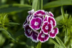 QUEDLINBURGER Bartnelkensamen 32 QUEDLINBURGER Bartnelkensamen -Blumen Risse Verkaufsladen GS502393 800x800