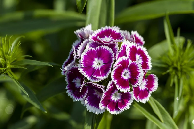 QUEDLINBURGER Bartnelkensamen 13 QUEDLINBURGER Bartnelkensamen – Bild 11