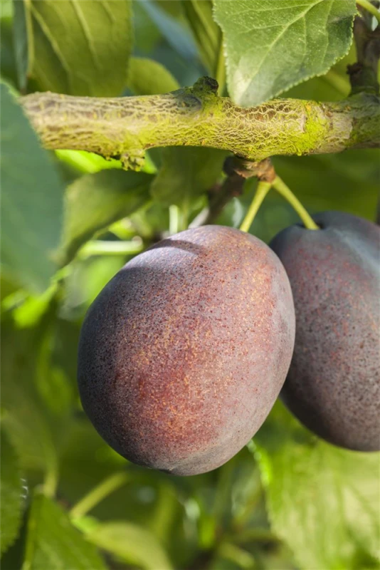 Reneklode „Graf Althans Reneklode“ 3 Reneklode „Graf Althans Reneklode“