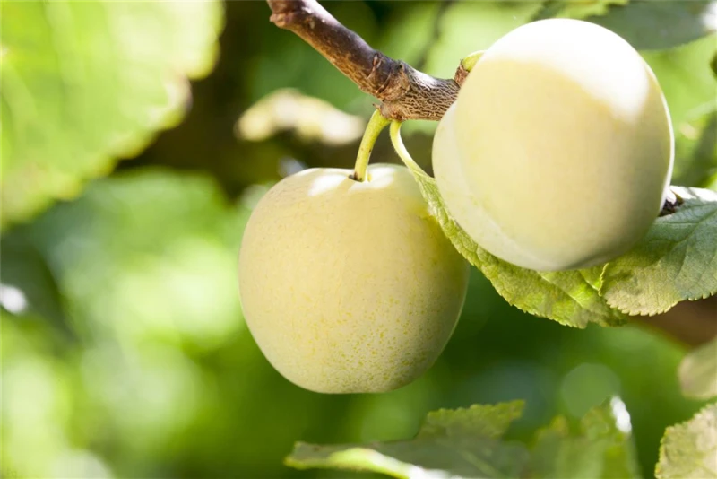 Edel-Pflaume „Große Grüne Reneclaude“ 3 Edel-Pflaume „Große Grüne Reneclaude“