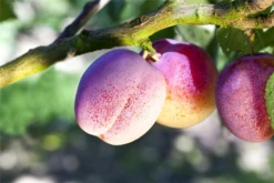 Pflaume „The Czar“