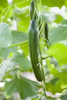 SPERLI Gurkensamen „Burpless Tasty Green F1“ 8 SPERLI Gurkensamen „Burpless Tasty Green F1“ – Bild 6