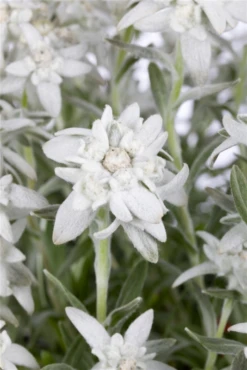 Alpen-Edelweiß -Blumen Risse Verkaufsladen GS503786 800x800