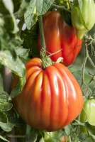 SPERLI Fleischtomatensamen „Corazon F1“ 8 SPERLI Fleischtomatensamen „Corazon F1“ – Bild 6